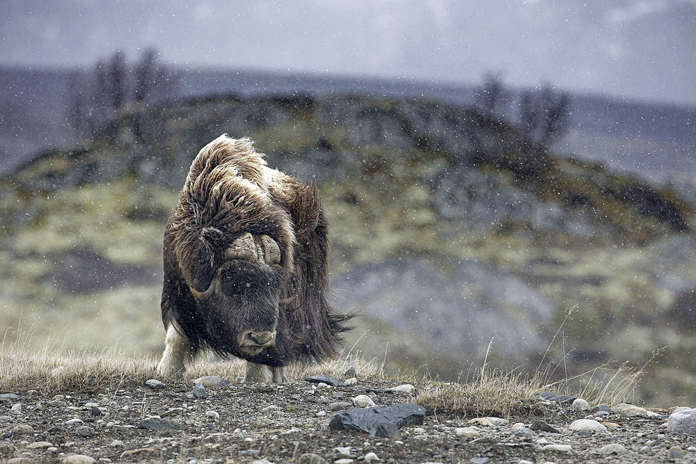 Musk ox (Ovibos moschatus) under the snow on the tundra, Dovrefjell, Norway