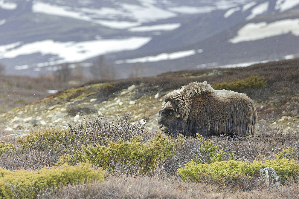 Musk ox (Ovibos moschatus) on the tundra, Dovrefjell, Norway
