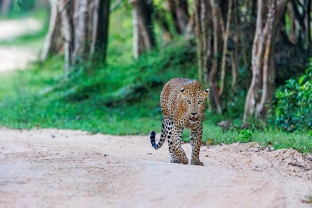 Sri Lankan leopard (Panthera pardus kotiya), on a track, Kumana National Park, Sri Lanka, South Asia