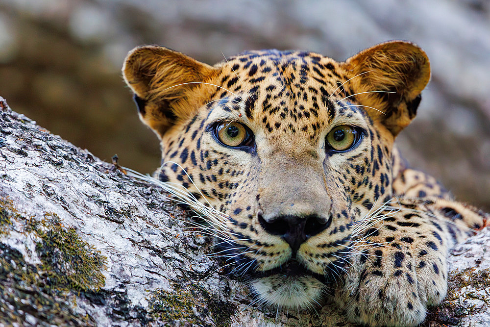 Sri Lankan leopard (Panthera pardus kotiya), in a tree, portrait, Kumana National Park, Sri Lanka, South Asia
