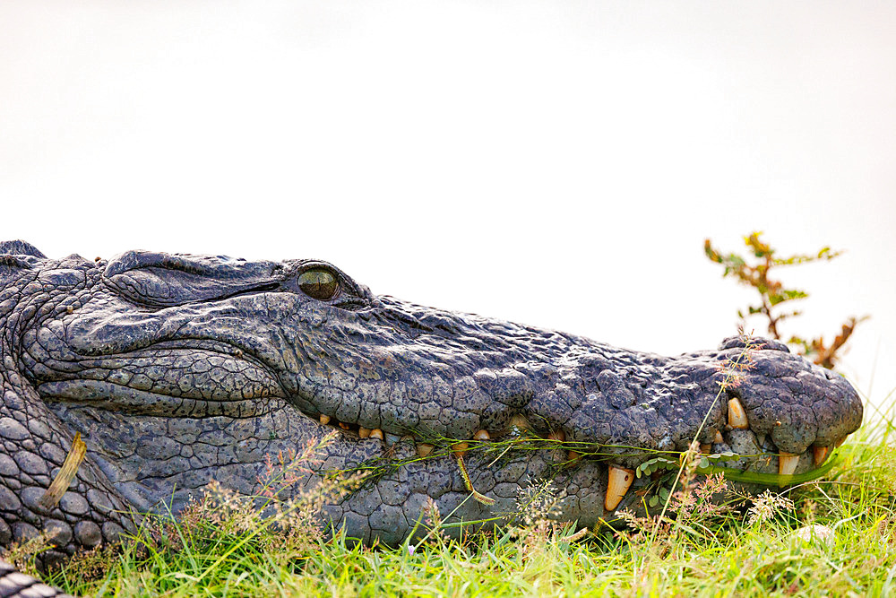 Marsh crocodile (Crocodylus palustris) , resting near the marsh, Kumana National Park, Sri Lanka