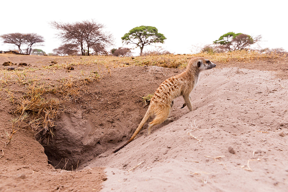 Meerkat or suricate (Suricata suricatta), adult digging the burrow, Nxai pan national park, Bostwana, Southern Africa, Africa