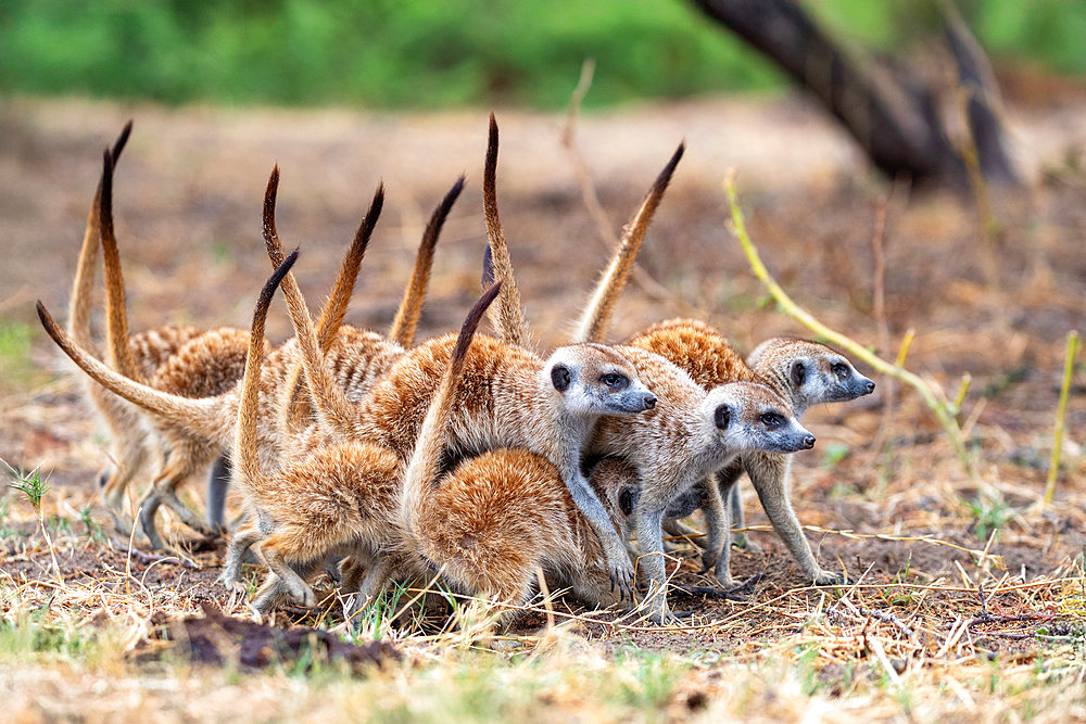 Meerkat or suricate (Suricata suricatta), adults and youngs, Nxai pan national park, Bostwana, Southern Africa, Africa