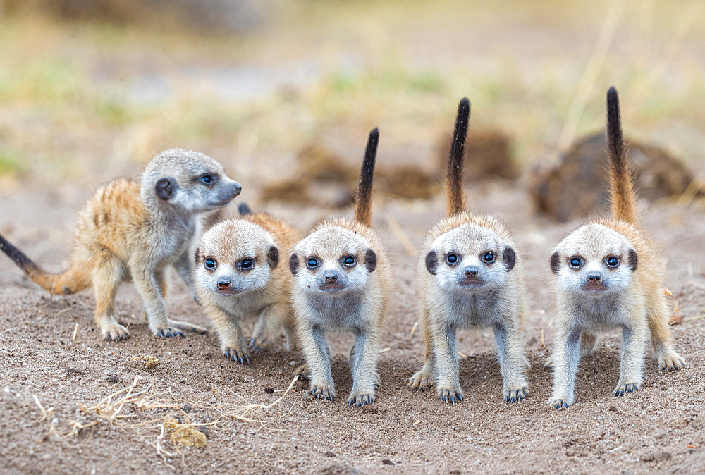 Meerkat or suricate (Suricata suricatta), youngs, Nxai pan national park, Bostwana, Southern Africa, Africa