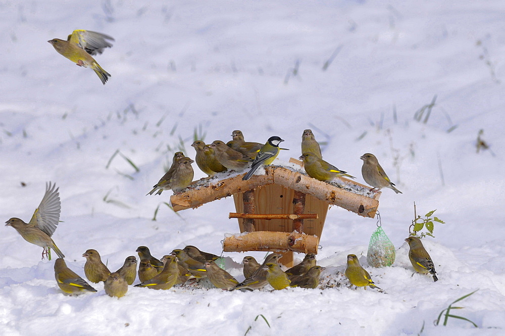 finches green finches and great tit eating feeding at bird feeder in snow winter