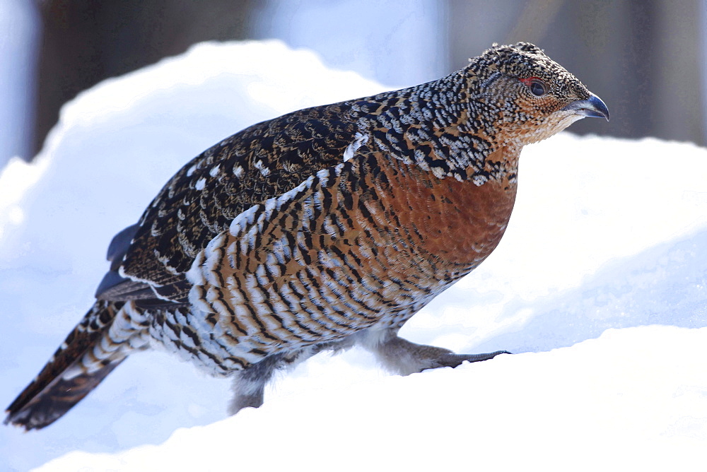 capercaillie capercaillie female winter on snow lateral