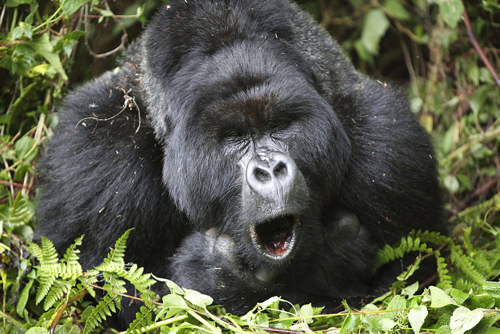 mountain gorilla male lying yawning between plants portrait