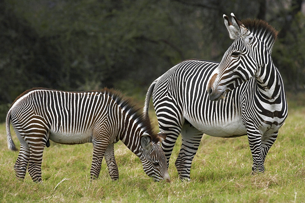 Grant's zebra Grants Zebras Equus burchelli Bohmi Africa