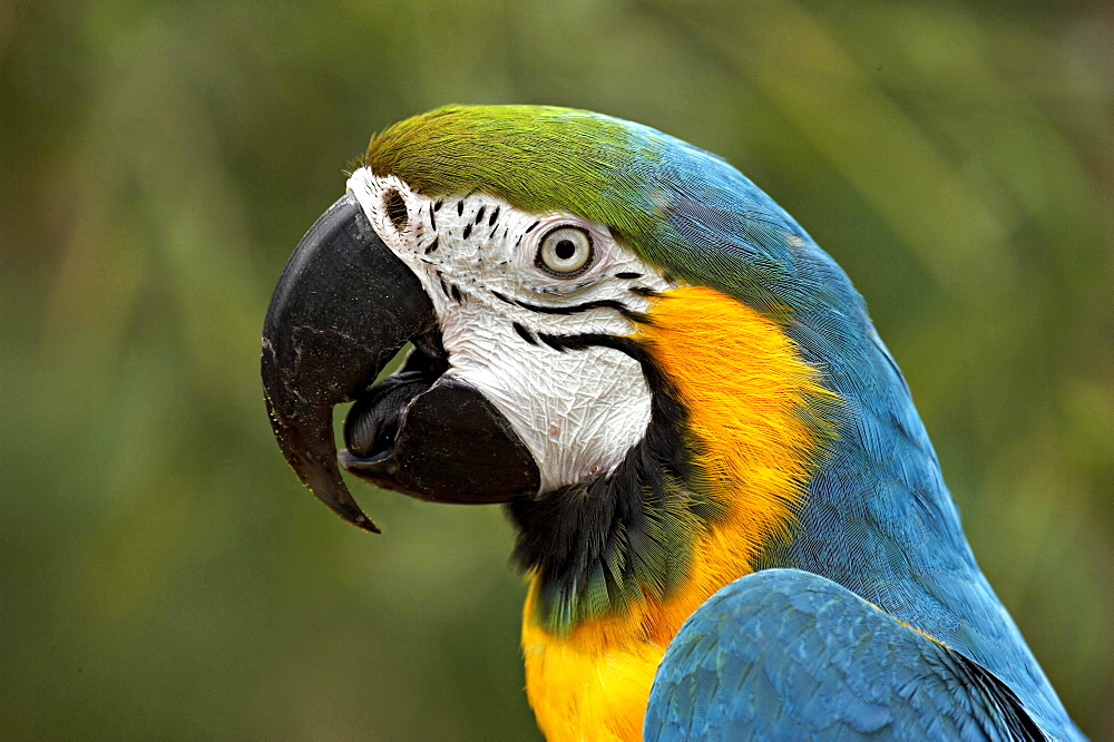 blue-and-yellow macaw portrait macaw