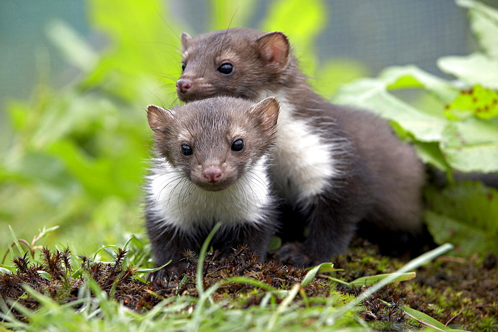 beech marten two martens