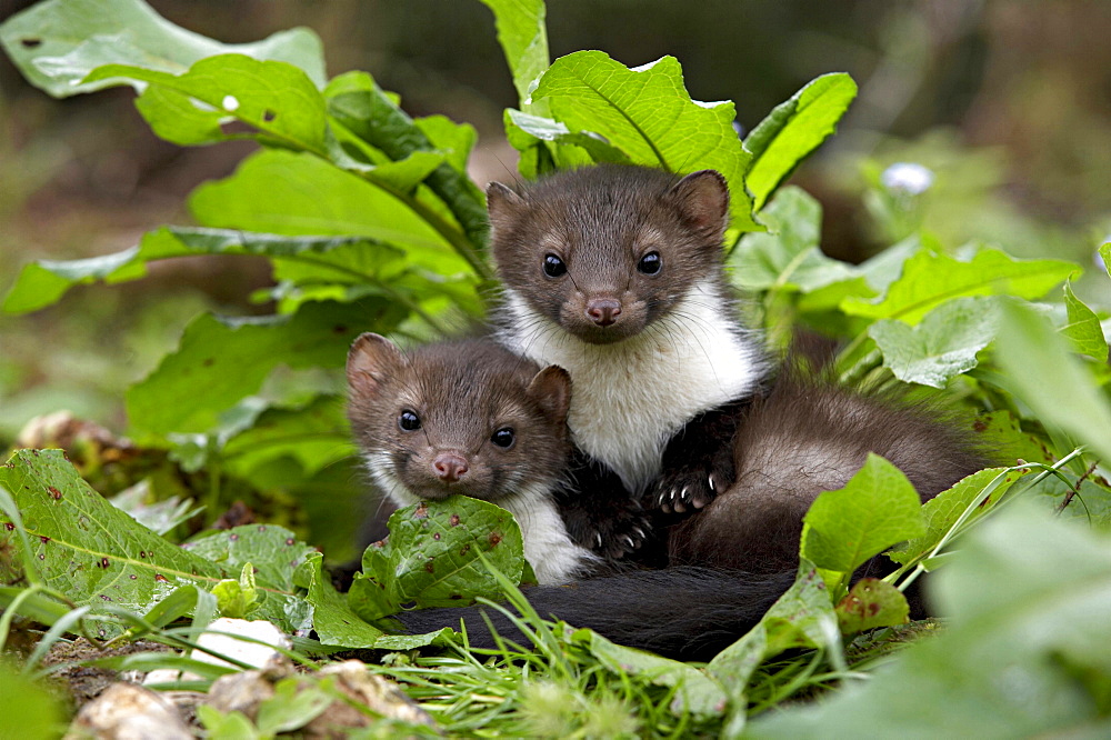 beech marten two martens