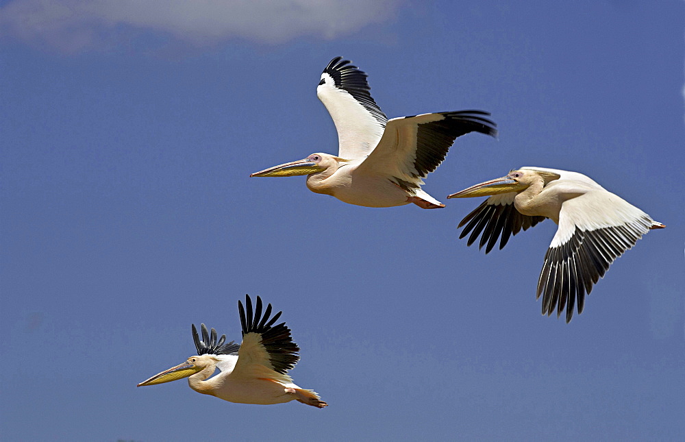 Eastern white pelican pelicans flying blue sky