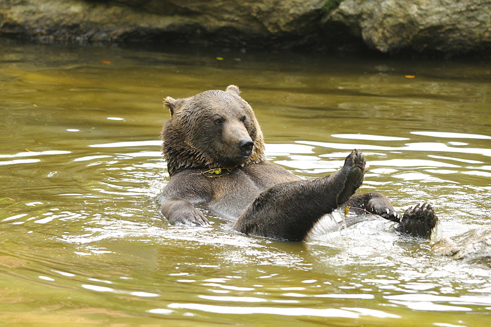 European brown bear brown bear bathing playing in water