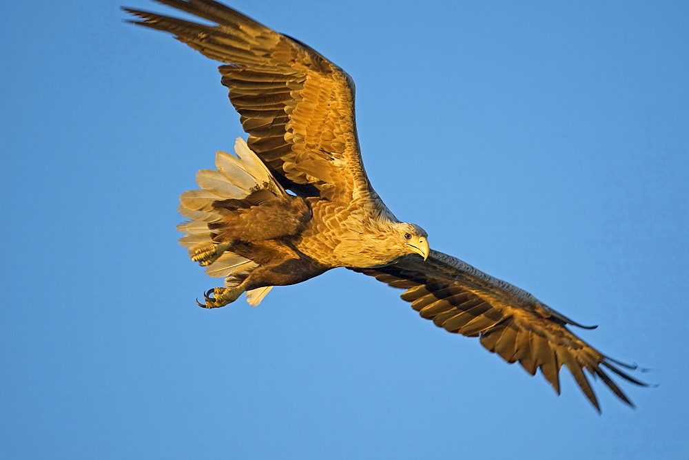 white-tailed sea eagle flying Flatanger Norway