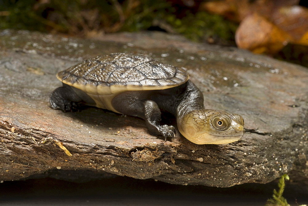 Siebenrock's side neck turtle juvenile snake-necked turtle Animals Nature