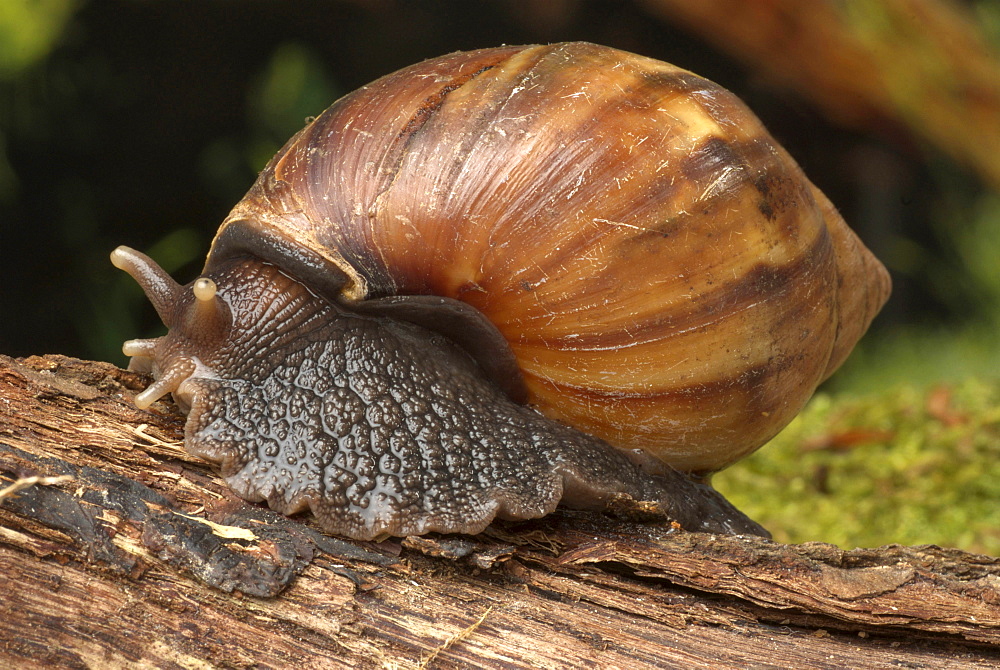 giant West African snail giant land snail Animals Nature