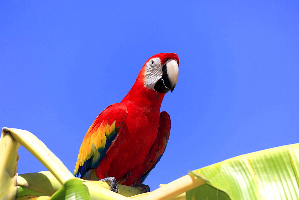 scarlet macaw scarlet macaw sitting on banana tree portrait