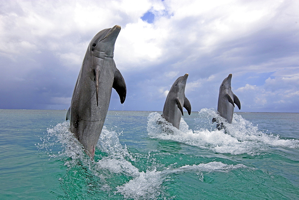 bottle-nosed dolphin bottle-nosed dolphin 03 jumping backwards out of water portrait side view