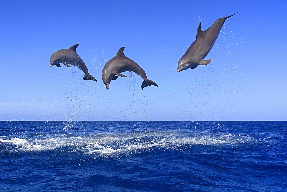 bottle-nosed dolphin bottle-nosed dolphin 03 jumping out of water portrait side view