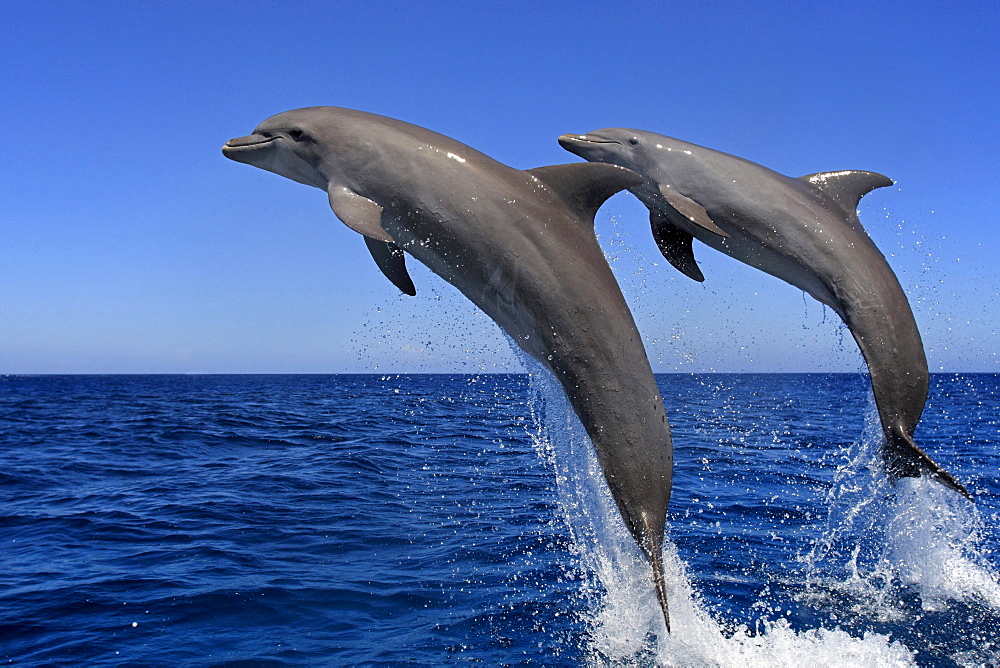 bottle-nosed dolphin bottle-nosed dolphin 02 jumping out of water portrait side view