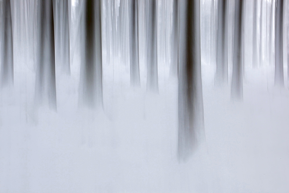 trees tree trunks surrounded by fog winter coldness mood