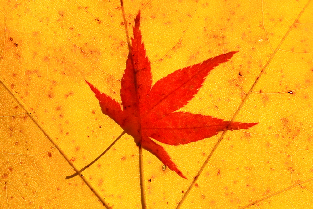 Japanese maple colored leafs of Japanese maple close up view autumn mood