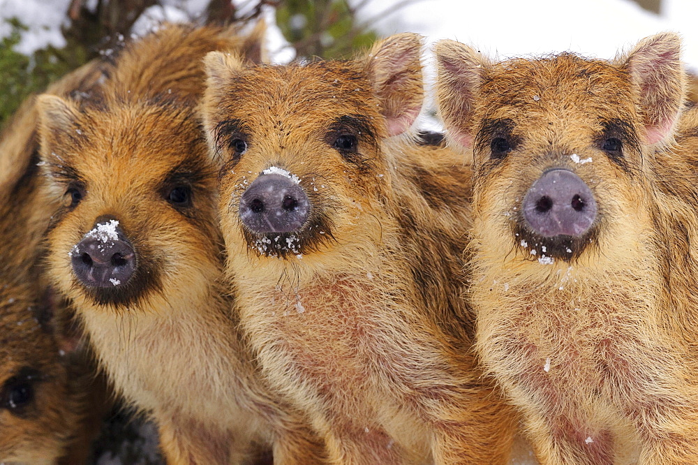 wild boar three young boar in the snow winter portrait Germany Europe