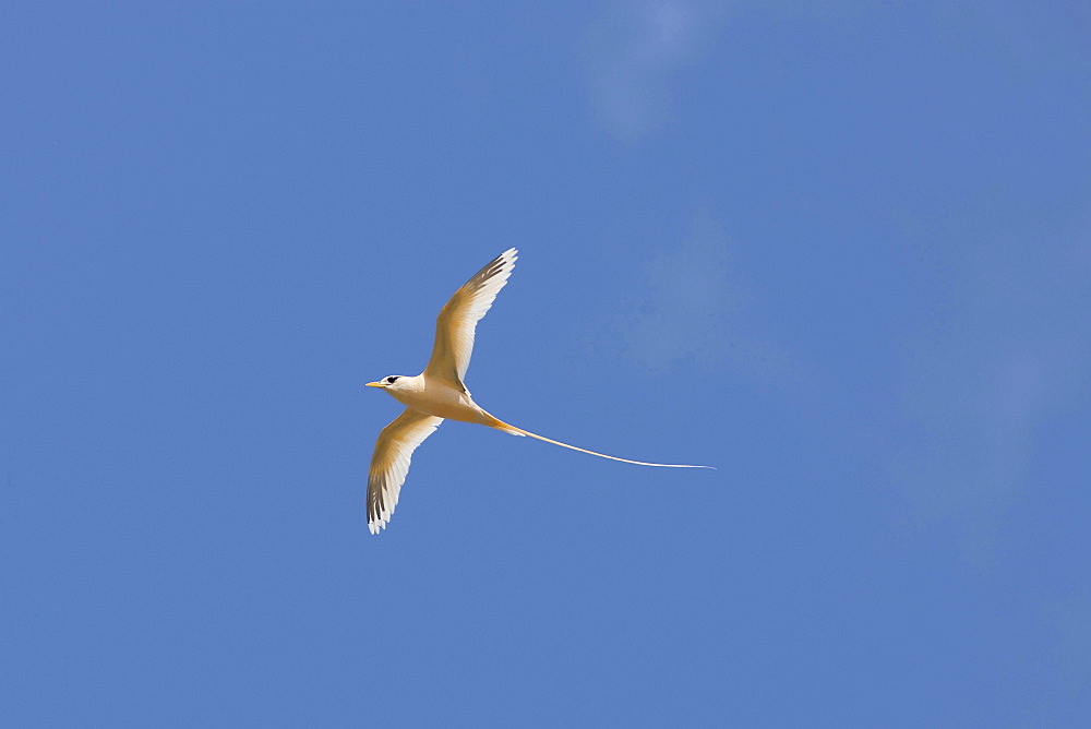 golden tropic bird golden bosun tropic bird flying endemic Christmas Island Australian Territory