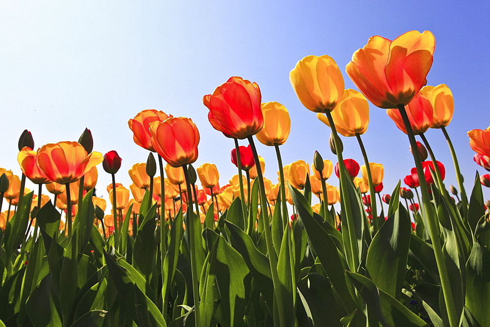 tulip colorful tulips yellow red tulip field close up view