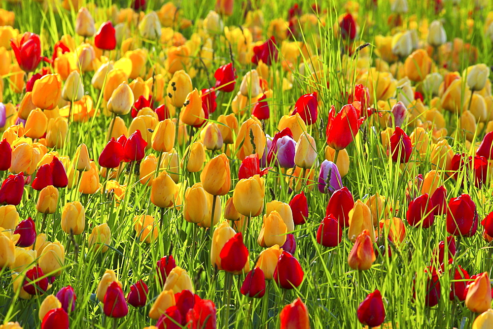 tulip colorful tulips yellow red tulip field