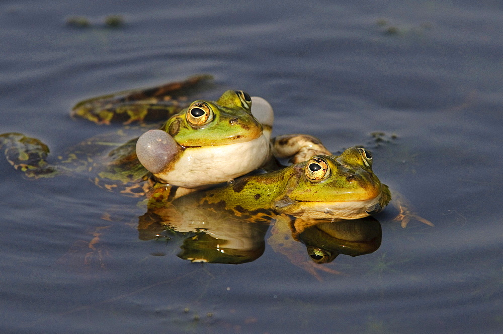 edible frog edible frog 02 calling in water portrait behavior