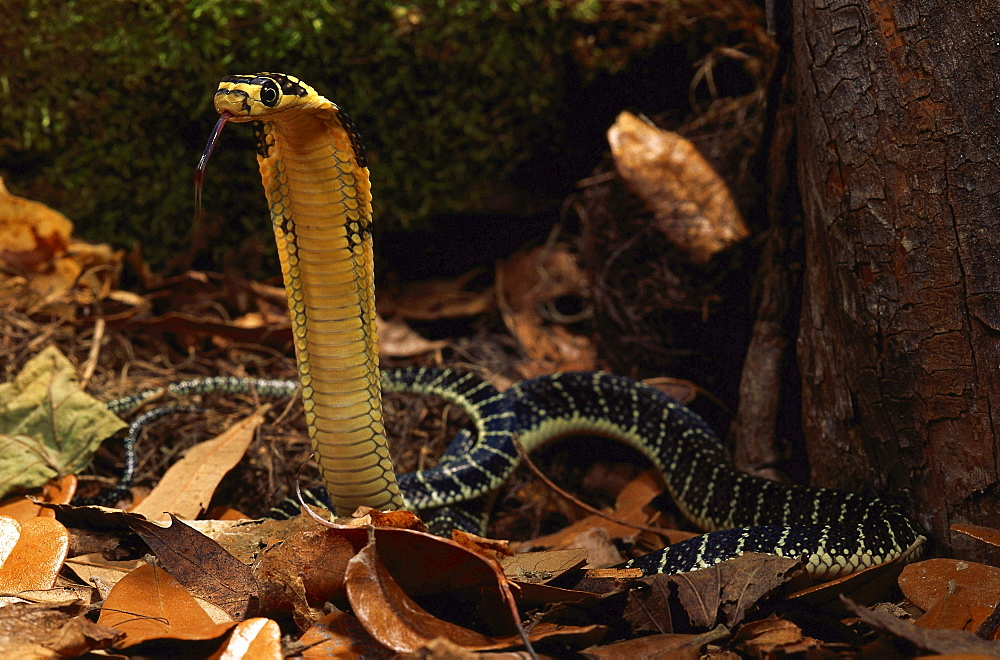 king cobra Asia