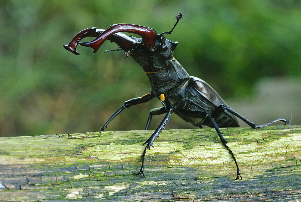 European stag beetle male stag beetle on branch portrait