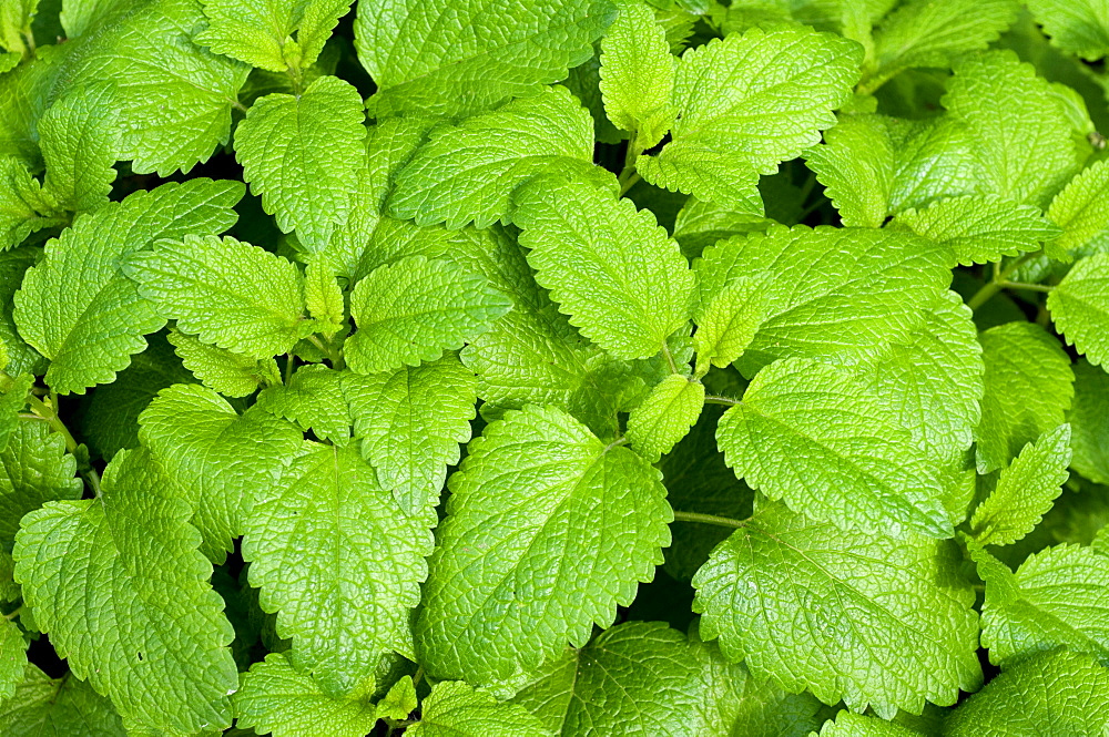 lemon balm leaves