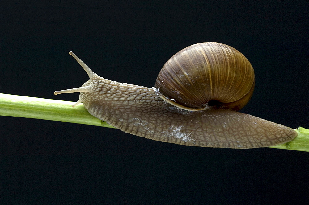 edible snail or Burgundy snail creeping on stem