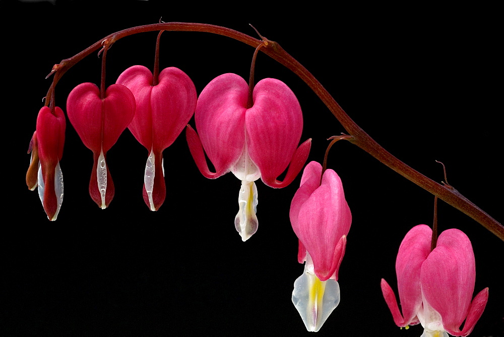 bleeding heart inflorescence