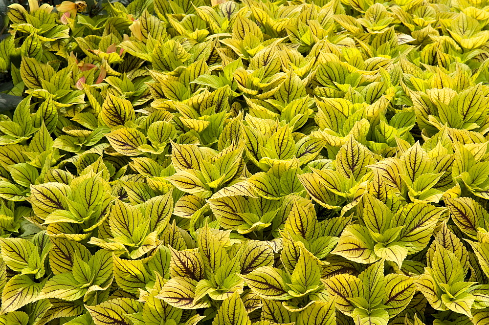 painted nettle coleus habitus