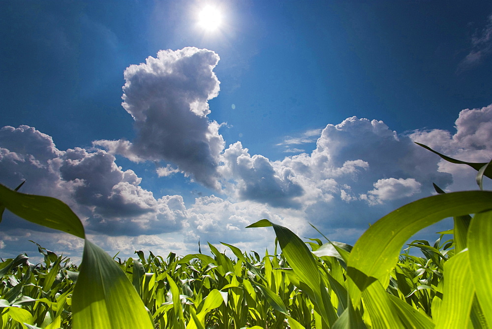 maize or corn maize field blue sky with clouds and sun summer Pohl Vogtland Saxony Germany