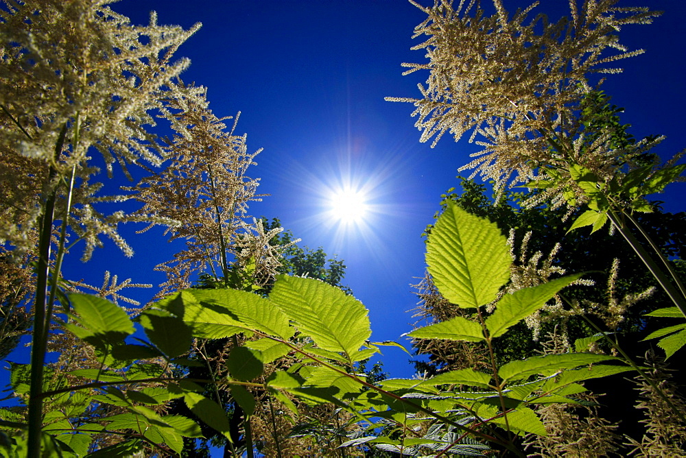 leafs in backlight close up view Jocketa Vogtland Saxony Germany