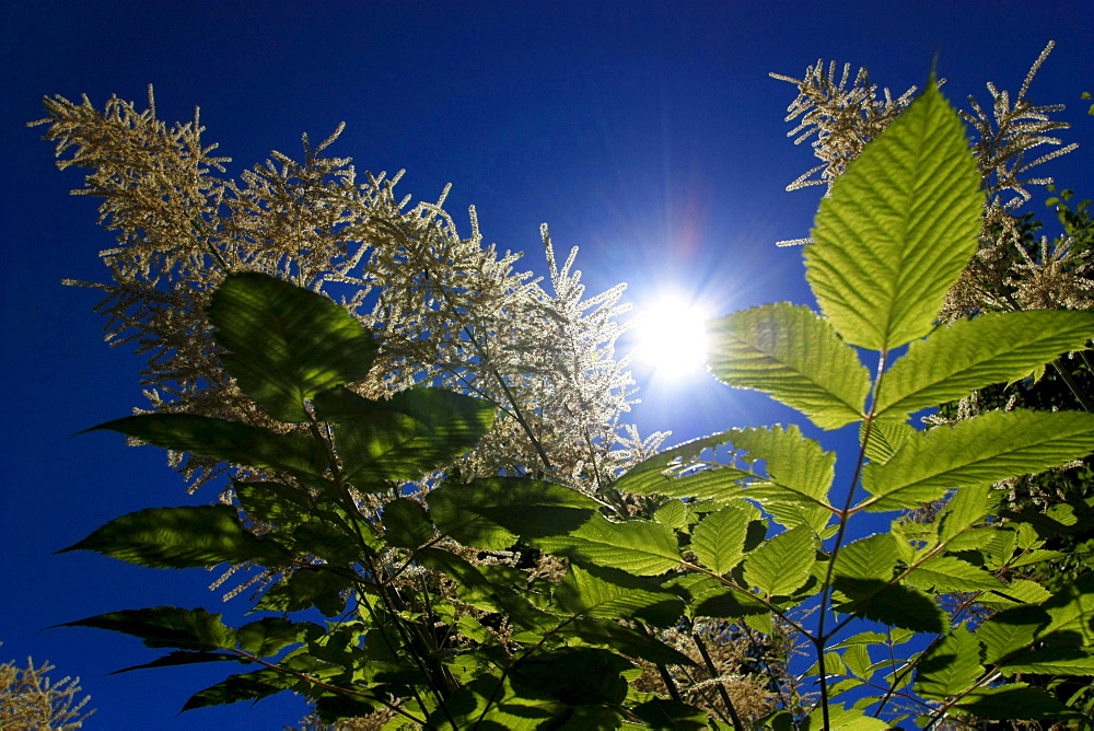 leafs in backlight close up view Jocketa Vogtland Saxony Germany