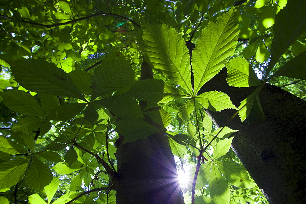 horse chestnut horse chestnut leafs in spring Uckermark Brandenburg Germany