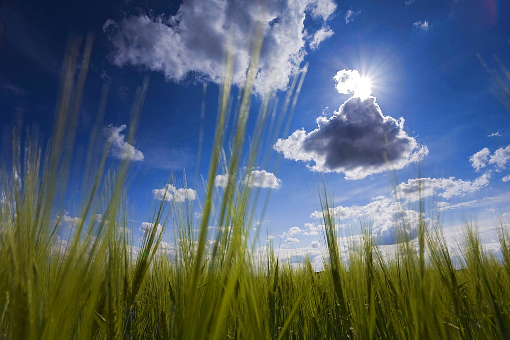 grain corn field blue sky with clouds sun Jocketa Vogtland Saxony Germany Agriculture Botanical Nature