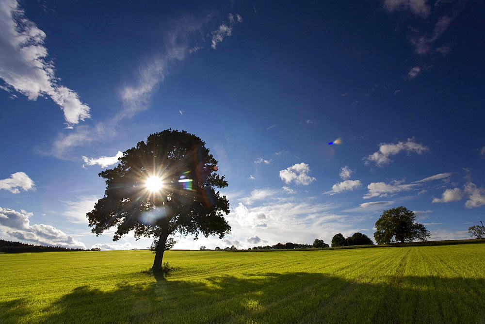 grain corn field with tree cloudy sky sun Vogtland Saxony Germany Botanical Agriculture Nature