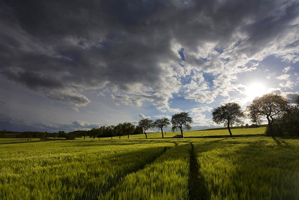 grain corn field with row of trees cloudy sky sun Vogtland Saxony Germany Botanical Agriculture Nature