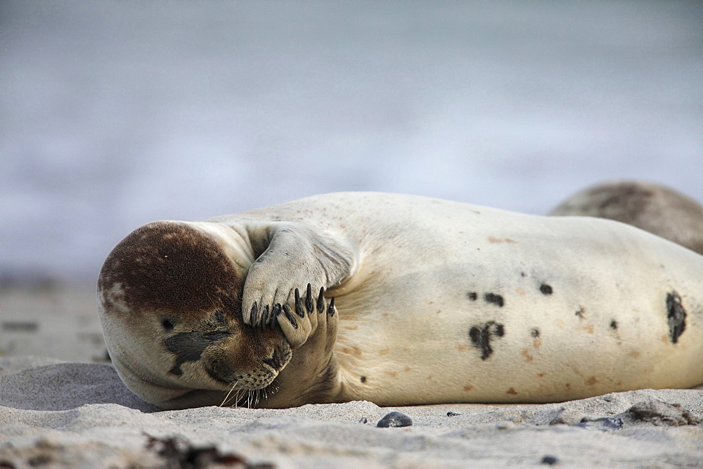 common seal or harbour seal common seal lying scratching in sand on the beach portrait Helgoland North Sea Germany