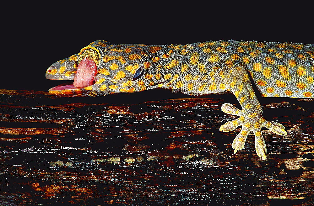 tokay gecko Asia