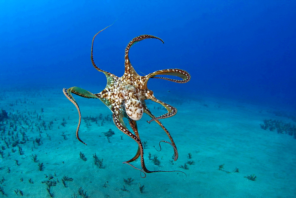 big blue octopus or day octopus octopus underwater Hawaii USA