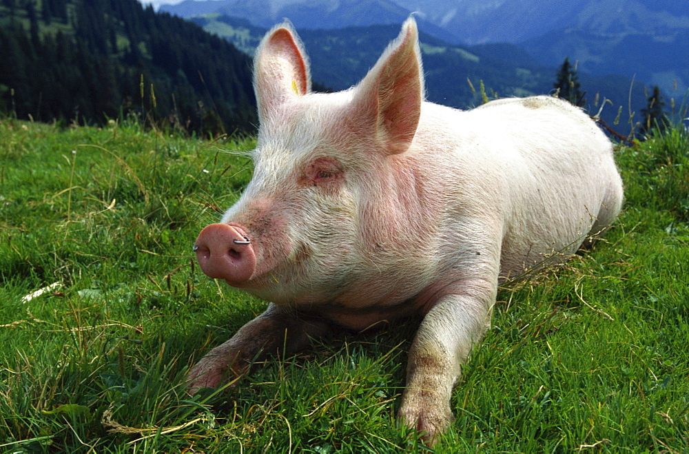 domestic pig