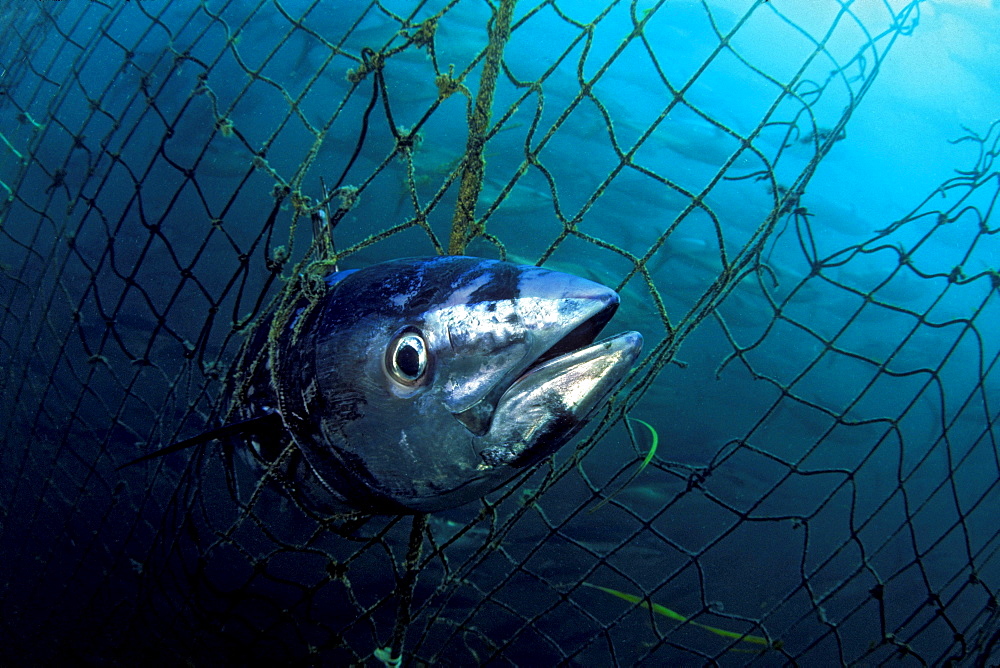 Southern bluefin tuna a dead bluefin tuna caught in a tuna pen of a fish farm are offshore of Port Lincoln South Australia