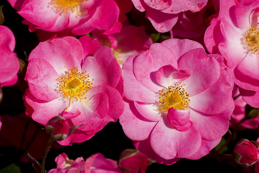 rose 'Fair Play' pink blossoms rose garden Beutig Baden-Baden Baden-Wurttemberg Germany